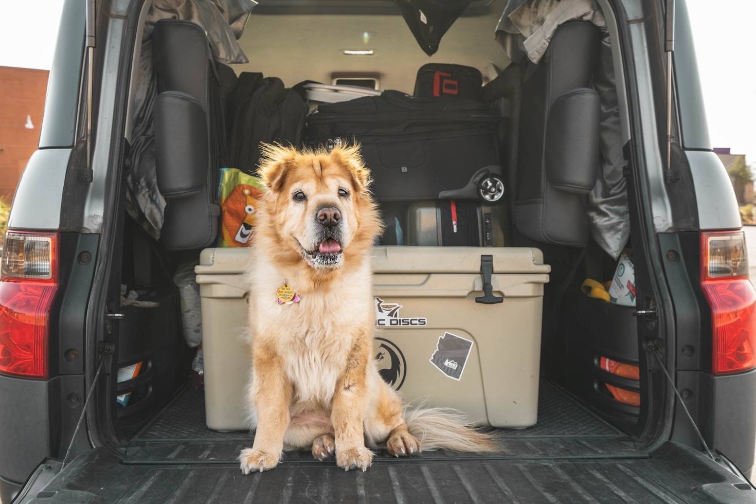 Mit dem Hund nach Frankreich reisen: Entspannte Campingferien und ein tolles Abenteuer