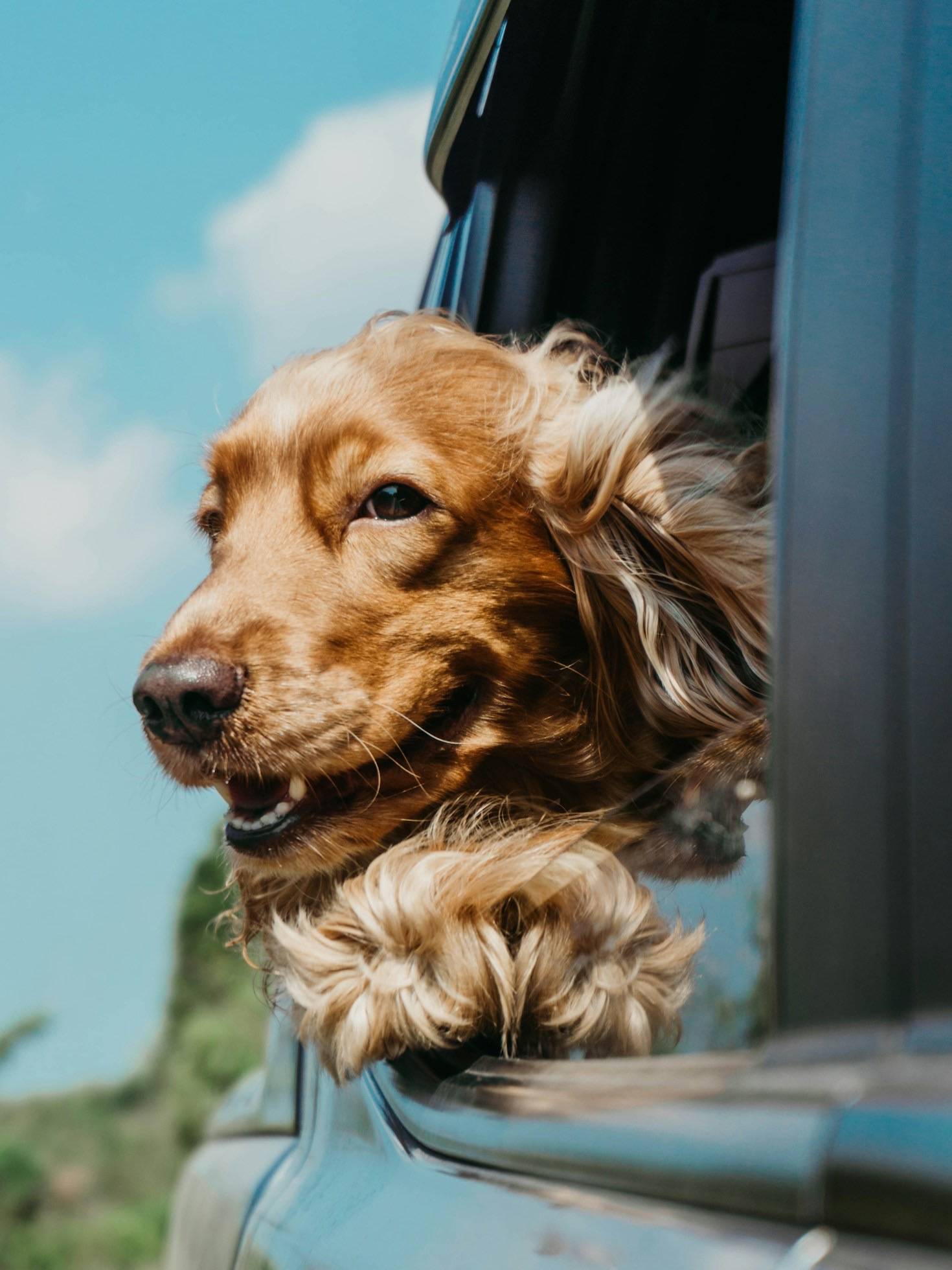 Sommer mit Hund in Hyères: Sonne, Meer und französisches Lebensgefühl in Hyeres